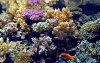 Récif de Corail